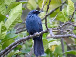 Blue Mockingbird